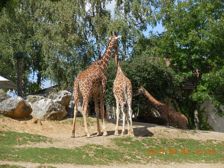 chambres d'hôtes et gîte proche Zoo parc de Beauval